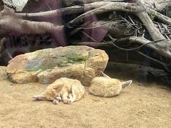 -深圳野生动物园