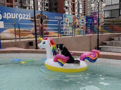 -帕帕拉兹宠物(亚洲旗舰店)