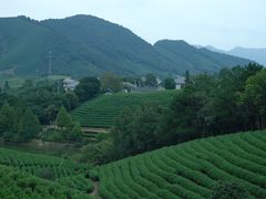 -白茶原·一片叶子