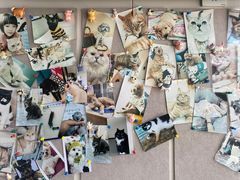 -芭比堂动物医院·CT·微创中心(新顺分院)