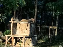 -清迈夜间动物园