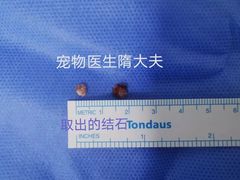 -宠颐生动物医院·心脏科·保险定点(锦阳分院)