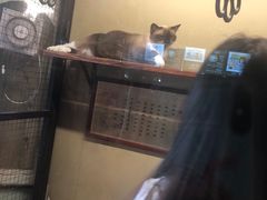 -猫咪博物馆(顶澳仔猫街店)