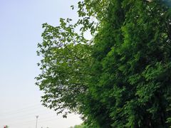 -桤木河湿地公园