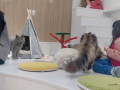 -COLOR PETS 撸猫馆·购猫·猫咖(长风大悦城店)
