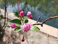 -海棠花溪(元大都城垣遗址公园)