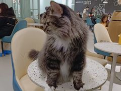 -安格丽娜·狗咖·猫咖羊驼咖(春熙路百盛商场店)