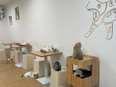 -有喵·猫咖·狗咖·40+猫狗有小奶狗(岗厦店)