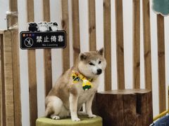 -柴迷FANS CLUB·柴犬狗咖·猫咖