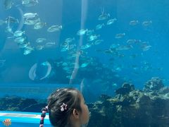 -海棠湾洲际-涛·海底餐厅·美人鱼·自助餐·海底隧道