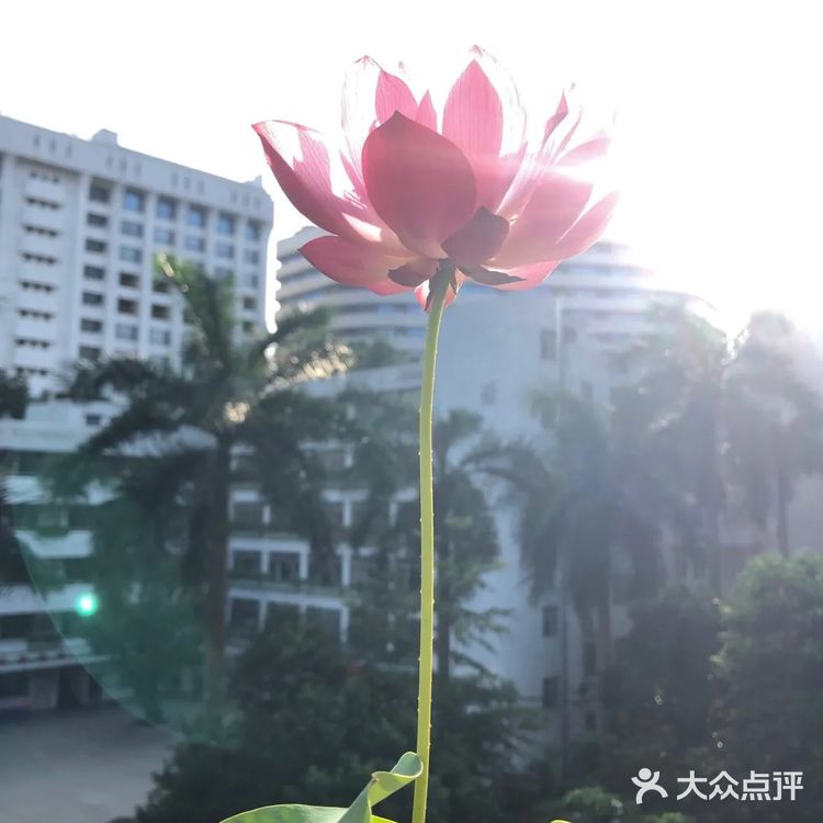 碗莲的简易种植