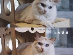 -瞄一喵猫咖(格力海岸店)