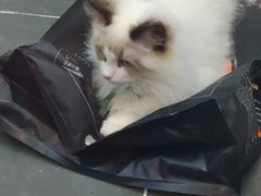 -萌兽医馆·眼科·异宠专科(三里屯店)