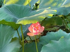 -荔湾湖公园