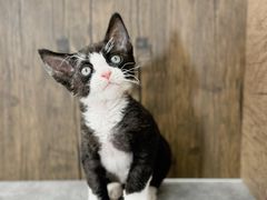 -小猫来了·猫舍(红山六九七九店)