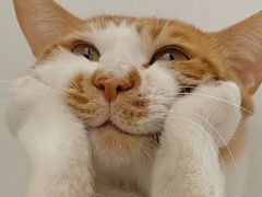 -比尔森韩式烤肉自助(国商店)