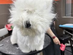 -宠宠熊宠物美容(星湖街店)