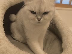 -Let's go狗咖·猫咖·奶狗·桌游(春熙路IFS店)