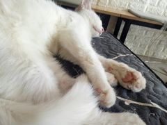 -平行世界·猫咖(首经贸店)