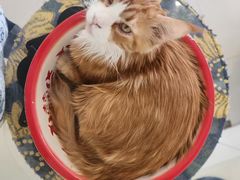 -平行世界·猫咖(首经贸店)