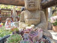 -慢丽江·云南野生菌土鸡锅(西山店)