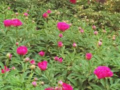-莲花池公园