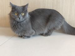 -飞行喵MR PILOT|猫舍·猫咖(静安大融城店)