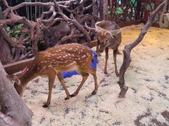 -正佳雨林生态植物园