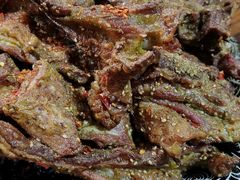 -新疆狼爷烤肉(宋庄店)