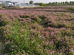-武汉紫薇都市田园