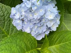 -庐山风景区花径公园