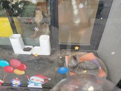 -半岛宠物医院24小时(科华中路店)