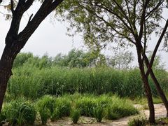 -绿堤公园