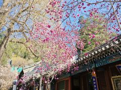 -潭柘寺景区