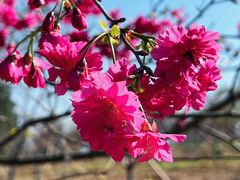 -天适樱花悠乐园