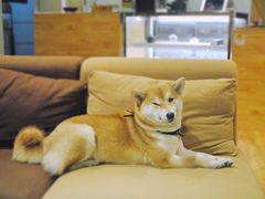 -柴务处·柴犬主题狗咖