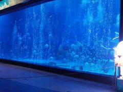 -烟台海昌鲸鲨海洋公园