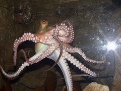 -悉尼海洋生物水族馆