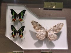 -上海昆虫博物馆