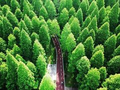 -黄海国家森林公园