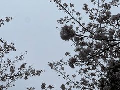 -高东镇樱花园