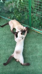 -萌宠亲子动物乐园(槐房万达店)