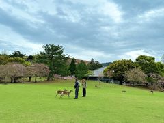 -奈良公园