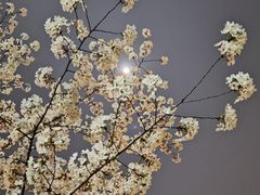 -映月湖中央公园