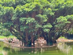 -九龙公园