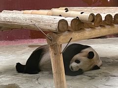 -杭州野生动物世界
