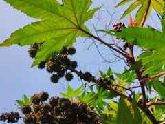 -广西壮族自治区药用植物园