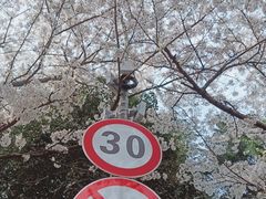 -武汉大学-樱园