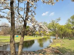 -上海共青森林公园