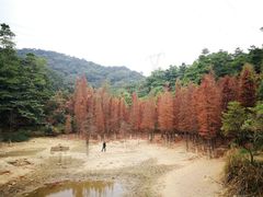 -广州市帽峰山景区